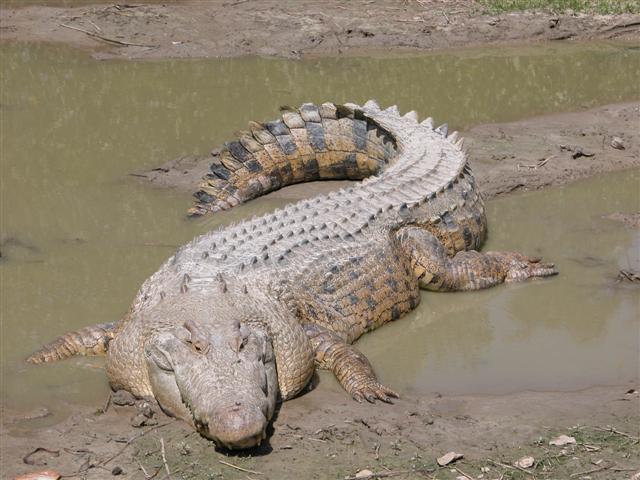 Ramree Island - Crocodile on Ramree Island