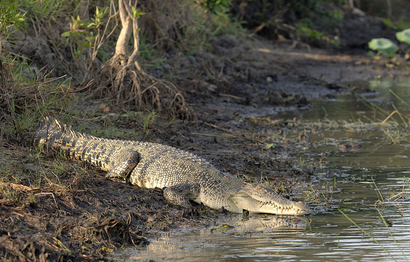Ramree Island - Saltwater crocodile on Ramree Island