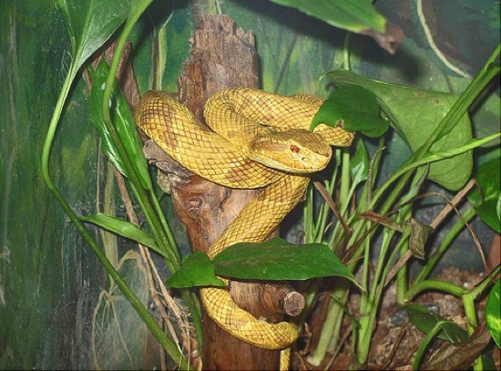 Ilha de Queimada Grande - Lancehead Snake