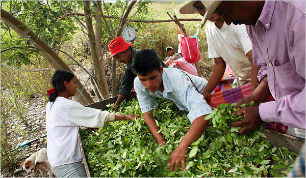 Colombia Country - Processing coca leaves