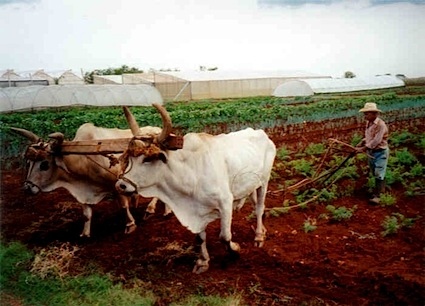 Cuba - Farmer in Cuba