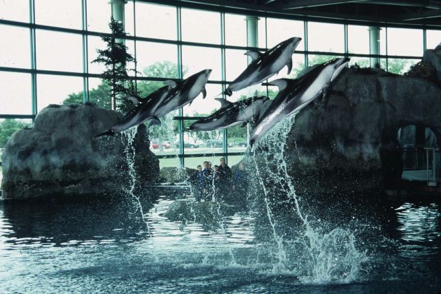 Shedd Aquarium - Dolphins performing at Shedd Aquarium