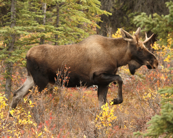 Denali National Park, Alaska - Bull moose