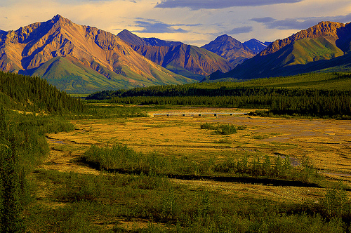 Denali National Park, Alaska - Denali verdant landscape