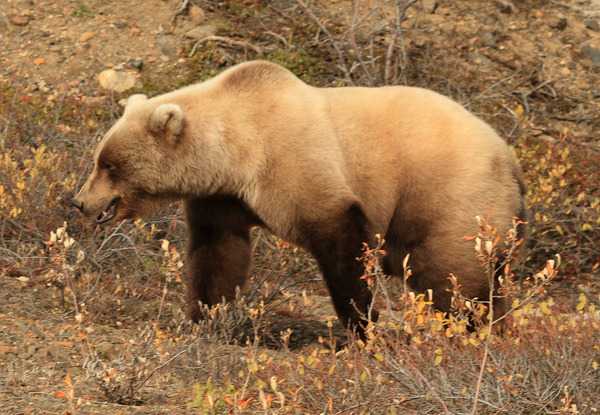Denali National Park, Alaska - Grizzly bear