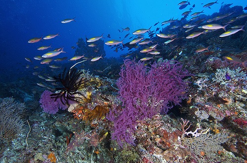 Tubbataha Reef Marine Park - Tubbataha life diversity