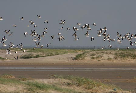Wadden Sea - Wadden Sea habitat