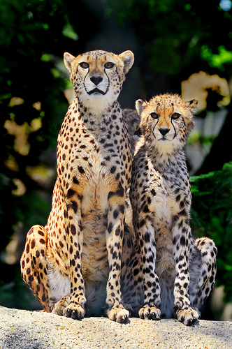 Basel Zoo in Switzerland - Cheetah