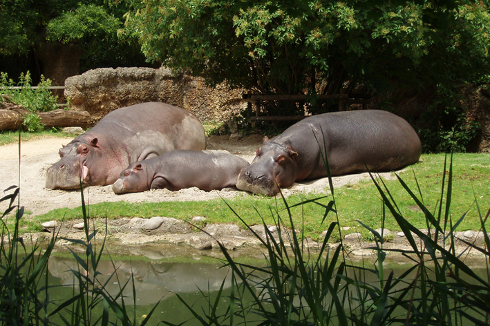 Basel Zoo in Switzerland - Hippopotamus