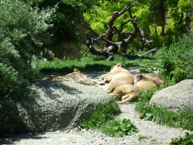 Basel Zoo in Switzerland - Lions at Basel Zoo