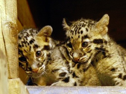 Zoo in Paris - Clouded leopards