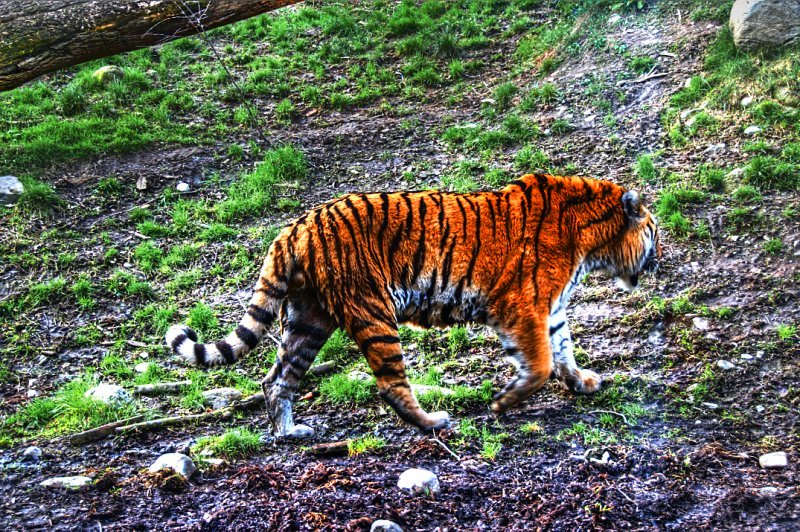 Zoo in Paris - Tiger
