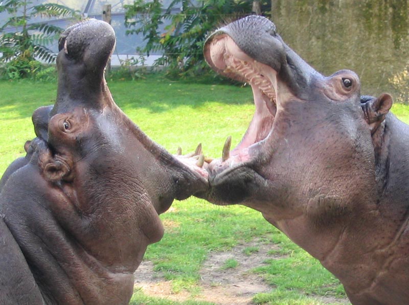 Berlin Zoological Garden, Germany - Hippopotamus fight