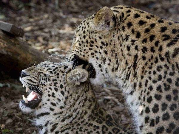 Rome Zoological Garden, Italy - Leopards