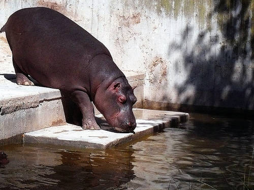 Madrid Zoo & Aquarium - Hippopotamus