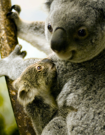Madrid Zoo & Aquarium - Koala Bear