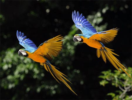 Madrid Zoo & Aquarium - Parrots show