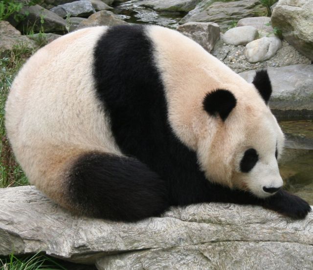 Schönbrunner Zoo in Vienna, Austria - Giant panda