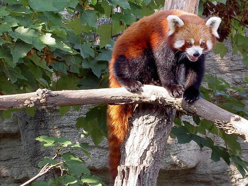 Schönbrunner Zoo in Vienna, Austria - Red Panda
