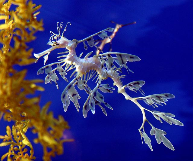 Leafy Sea Dragon - Amazing wildlife
