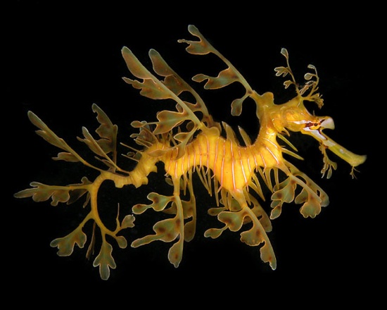 Leafy Sea Dragon - Picture of Leafy Sea Dragon