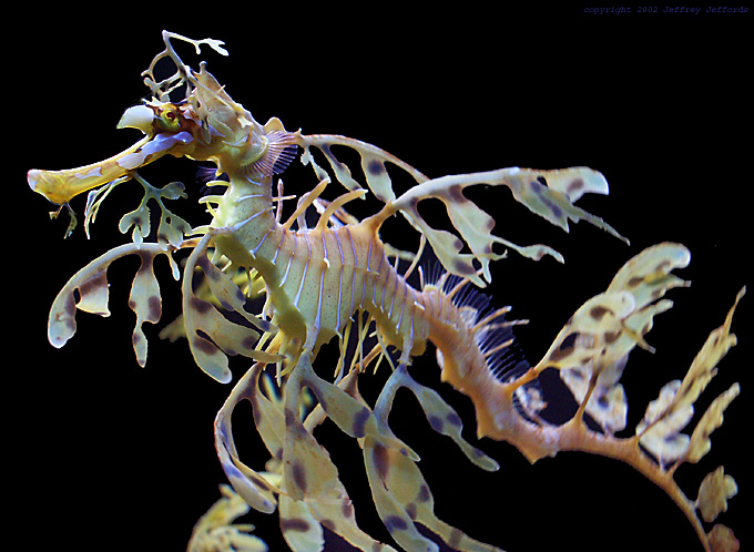 Leafy Sea Dragon - Profile picture