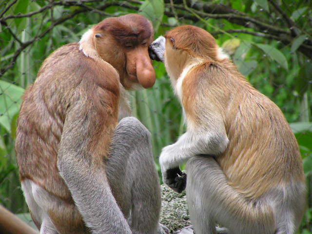 Proboscis Monkey - Proboscis Monkeys view