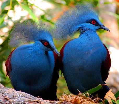 Victoria Crowned Pigeon - Beautiful pigeons