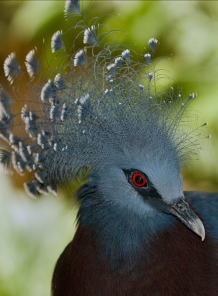 Victoria Crowned Pigeon - Pigeon "Crown"
