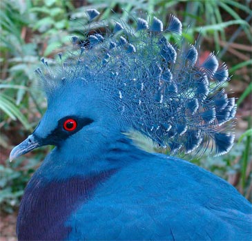 Victoria Crowned Pigeon - Profile picture