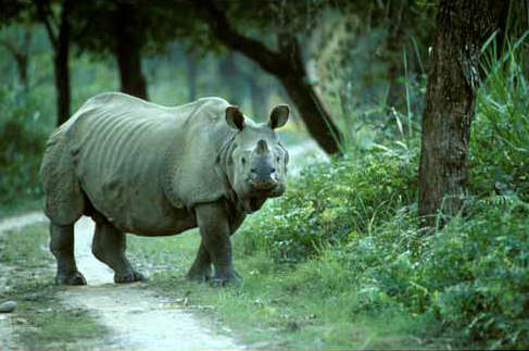 Kaziranga National Park in Assam - One-horned rhino