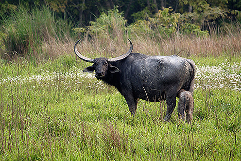Kaziranga National Park in Assam - Wild Buffalo