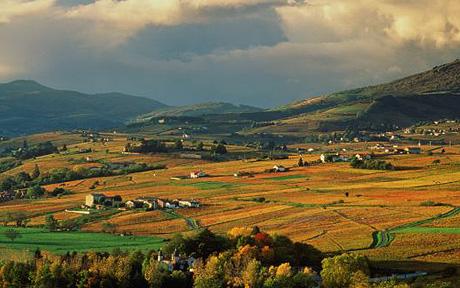 Vineyard areas in France - Beaujolais vineyards