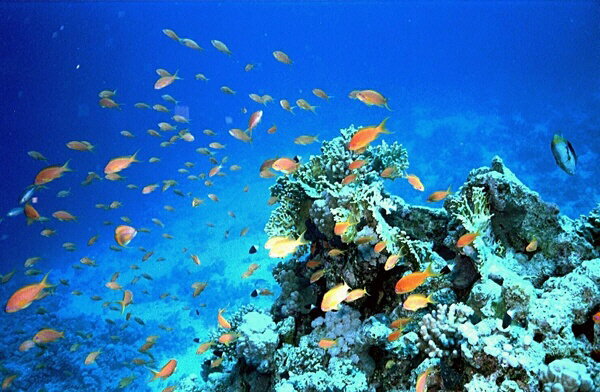 Egypt - Hurghada marine life
