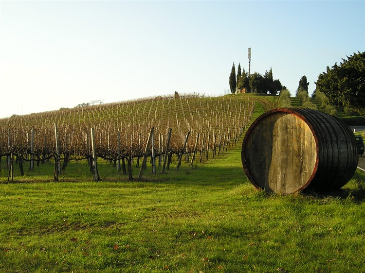 Italy - Italian vineyard