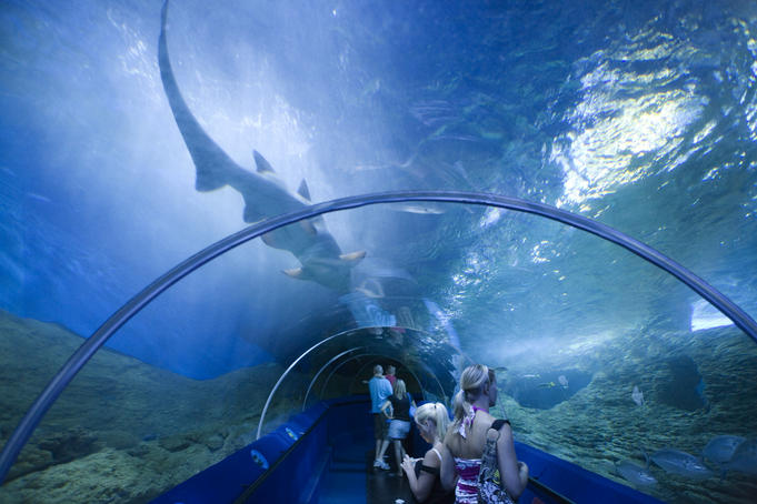 The Aquarium of the Western Australia (AQWA) - Acrylic Tunnel 