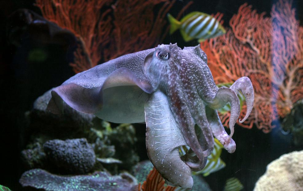 The Aquarium of the Western Australia (AQWA) - Cuttel fish