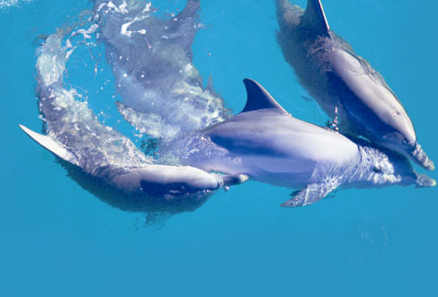 The Aquarium of the Western Australia (AQWA) - Dolphins at AQWA