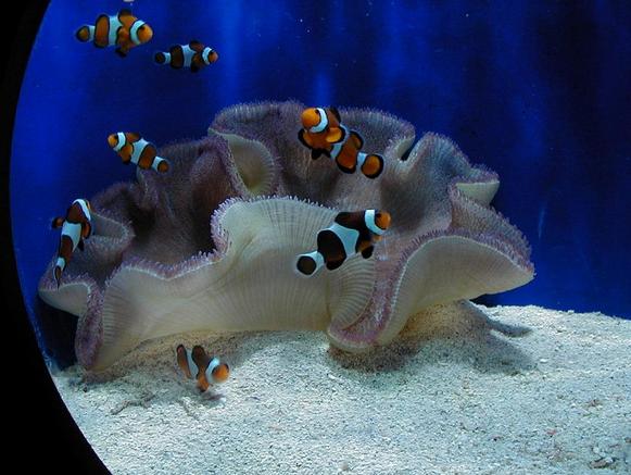The Aquarium of the Western Australia (AQWA) - Nemo in AQWA