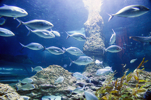 The Aquarium of the Western Australia (AQWA) - Rich marine life