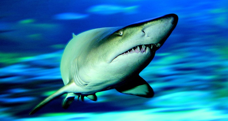 The Aquarium of the Western Australia (AQWA) - Shark at the aquarium