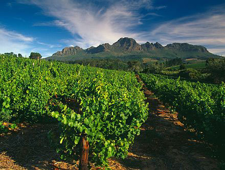 South Africa - Vineyards in South Africa