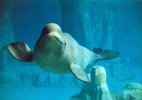 The Aquarium in Valencia, Spain - Beluga in aquarium