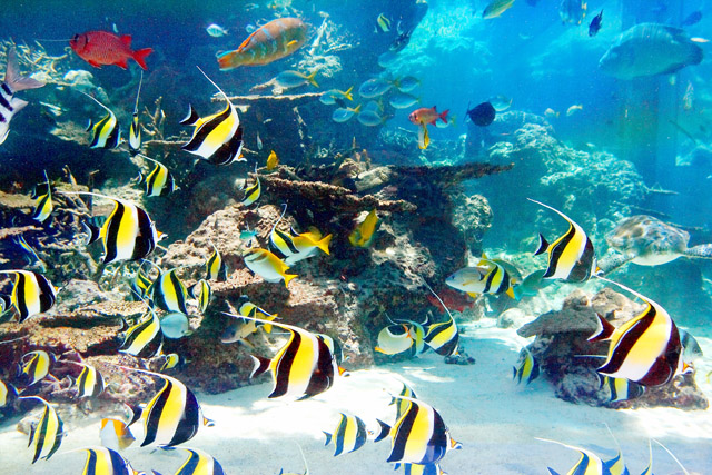 The Okinawa Churaumi Aquarium, Japan - Rich marine vegetation