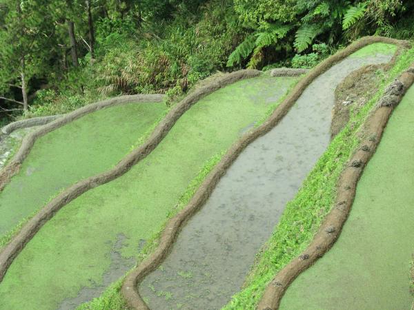 Banaue Rice Terraces in Philippines - Rice terraces