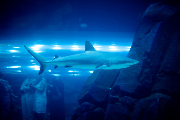 Dubai Aquarium & Discovery Centre, United Arab Emirates - Sharks in the aquarium