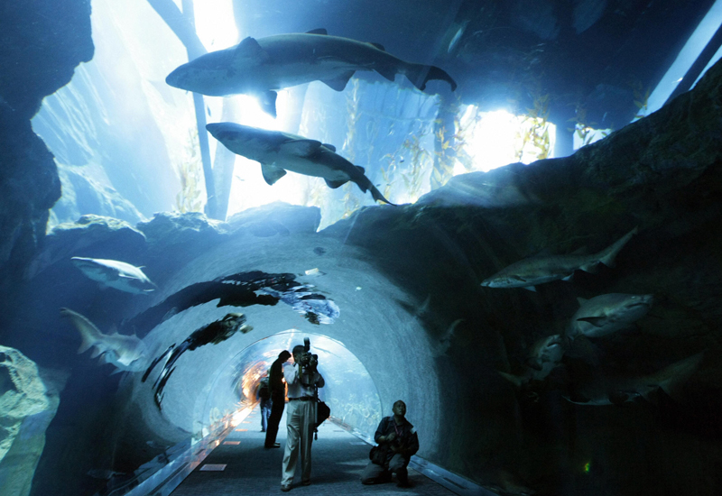 Dubai Aquarium & Discovery Centre, United Arab Emirates - Sharks