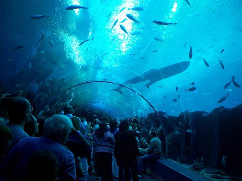 The Georgia Aquarium, USA - Acrylic Tunnel 