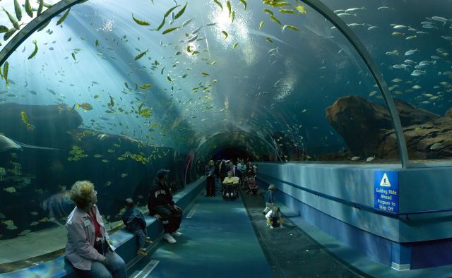 The Georgia Aquarium, USA - Acrylic Tunnel in the aquarium