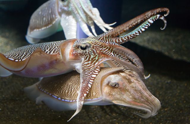 The Georgia Aquarium, USA - Cuttle fish